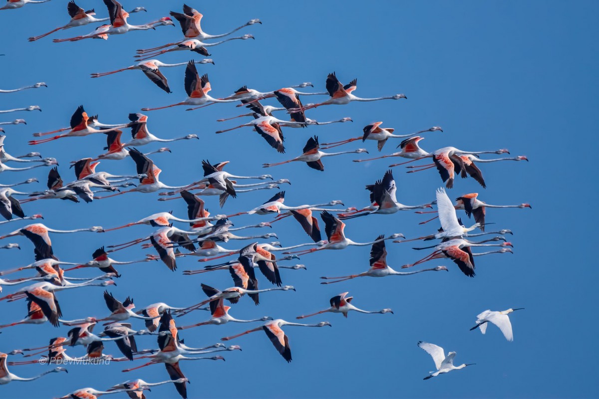 Phoenicopterus roseus Pallas, 1811